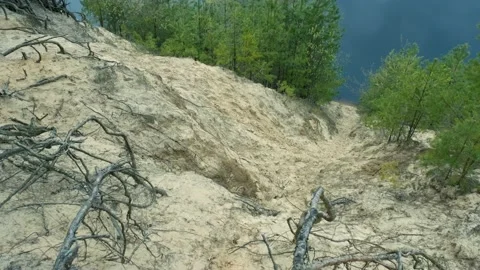 Big coniferous tree's roots on the sandy river's shore. Beautiful wild nature Stock Footage 155250225