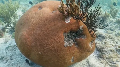 A big coral on the reef Stock Footage 76936693
