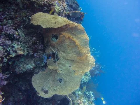 Big coral reef Stock Photos
