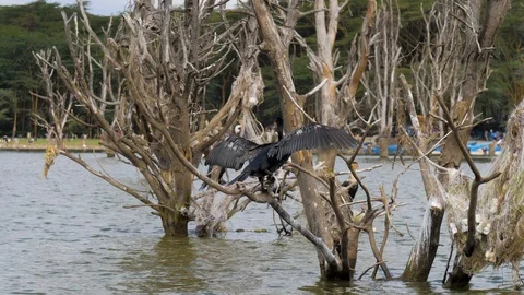 Big Cormorant Flaps Its Wings And Sits On The Dried Branches Of Flooded Trees Stock Footage 97501178