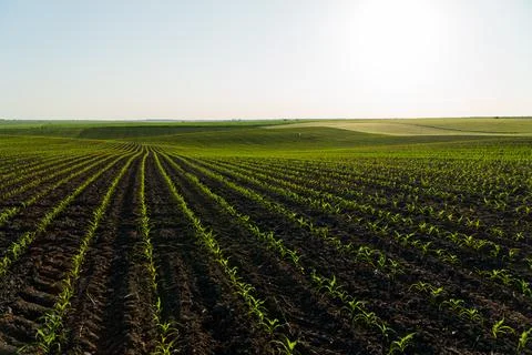 Big corn field. A field with corn sprouts growing in the ground. Stockfoto's