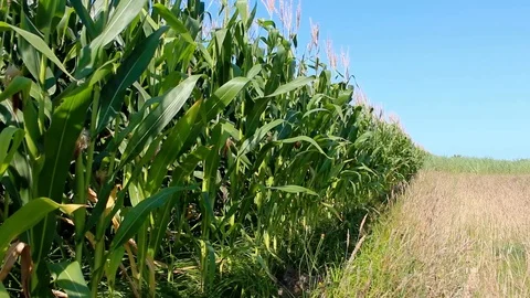 Big corn field gently swaying in the wind on a bright and sunny day. Stock Footage 95145561