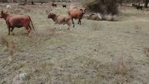 A big cow bulls grazing Stock Footage 146935053