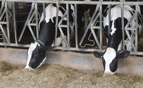 Big cow of milk in the stable while eating straw in the manger Stock-Fotos