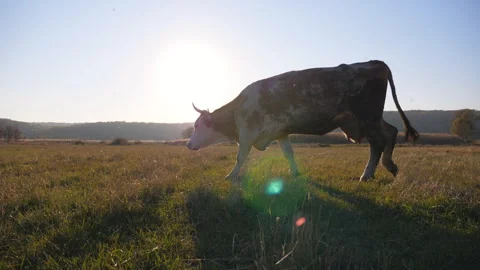 Big cow walking through big field with beautiful countryside landscape at Видео 333675876