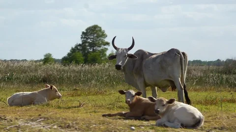 Big cows on prairie Stock Footage 111224314