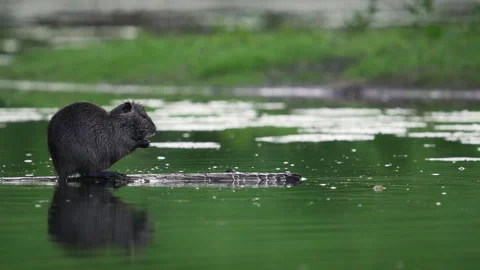 Big coypu cleans itself on a floating branch, blured background, 4K Stock Footage 319936824