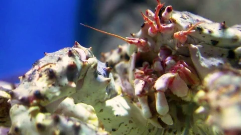 Big crab in the aquarium. Close-up Stock Footage 85133955