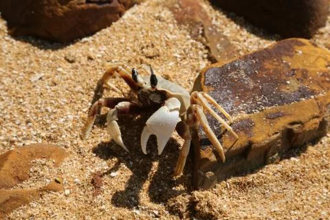 Big crab on the beach Stock Photos