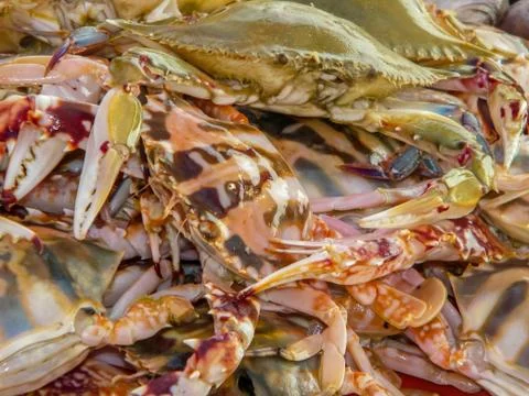 The big crab Stock Photos