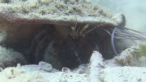 Big crab on sandy bottom close-up underwater. Stock Footage 235649893