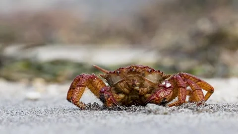 Big crab on the seashore Stock Footage 299944967