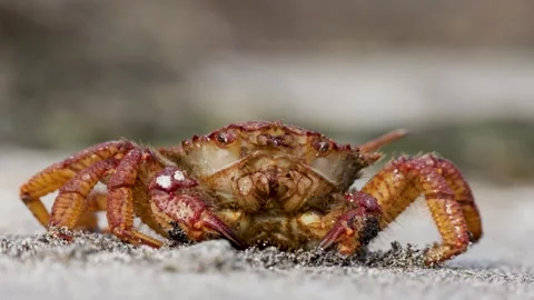 Big crab on the seashore Stock Footage 299944983