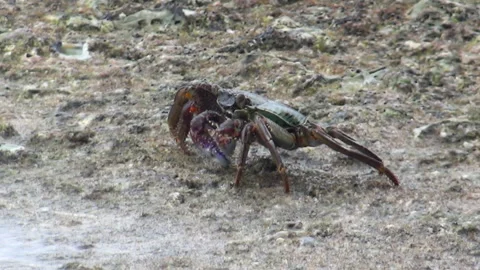 Big crab on the Similan Islands Stock Footage 167486149