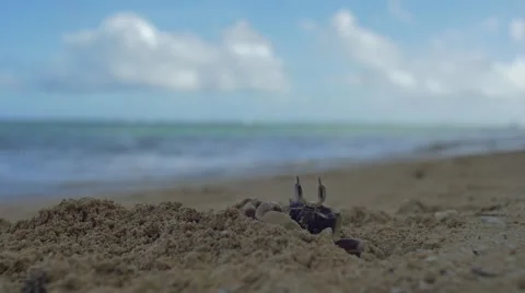 Big Crab Throws Sand on Beach - HD Slow Motion Stock Footage 58031247