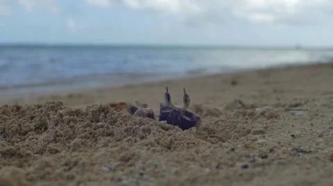 Big Crab Throws Sand on Beach - 4K Stock Footage 58031334