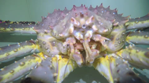 Big crab under water 動画素材 68986630
