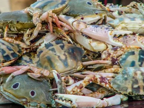 The big  crabs Stock Photos