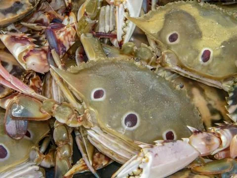 The big  crabs Stock Photos