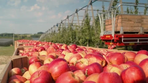 Big crates full of apples at the orchard Video stock 268417907