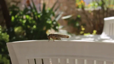 Big cricket on chair in the garden Stock Footage