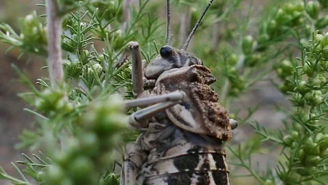 Big cricket sitting on the stem of the plant and eats grass. Stock Footage 82062017