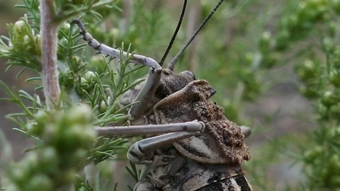 Big Cricket sitting on the stem of the plant and eats grass, closeup. Stock Footage 82062136
