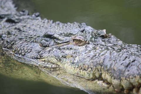 Big crocodile on farm outdoors Stock Photos