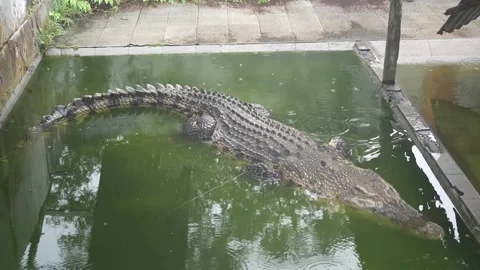 THE BIG CROCODILE Stock Footage 286086046