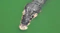 Big crocodile in green water HD Footage