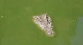 Big crocodile in green water HD Footage