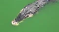 Big crocodile in green water HD Footage