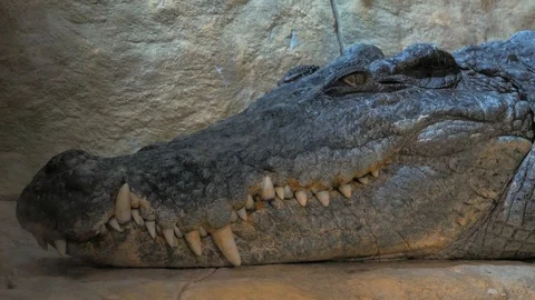 Big crocodile having rest and looking at camera Stock Footage 103546391