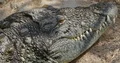 Big crocodile head with eye and teeth close up at sunny day 4k or 4k+ Resolution