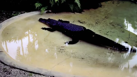 A big crocodile laying in the small pool. Видео 152953568