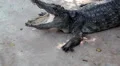 Big crocodile with open mouth HD Footage