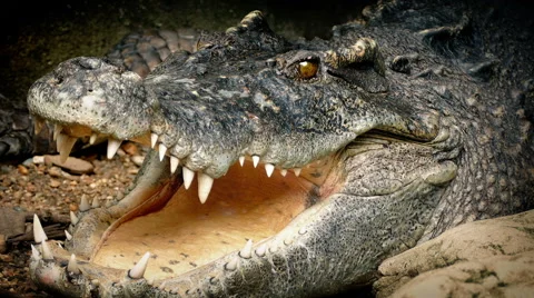 Big Crocodile Opens Mouth Stock Footage 68060493