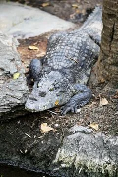 Big crocodile Stock Photos