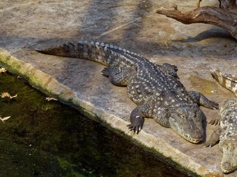 Big crocodile resting Stock Photos