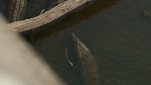 Big crocodile in the river Stock Footage 107795907