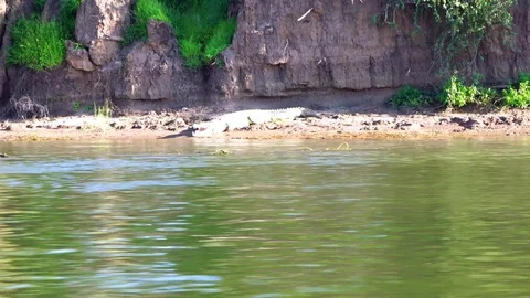 Big crocodile at the riverbank Video stock 84660032