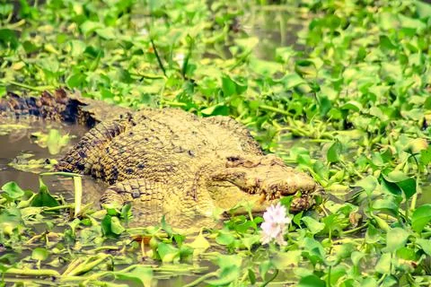 Big crocodile in swamp Stock Photos