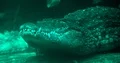 Big crocodile under water resting on rock very close up with fishes around 4k or 4k+ Resolution