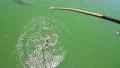 Big crocodiles grab the bait HD Footage