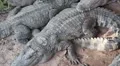 Big crocodiles lying on the ground HD Footage