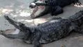 Big crocodiles with open mouth HD Footage