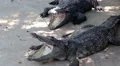 Big crocodiles with open mouths HD Footage