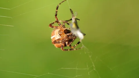 a big cross spider has caught a wasp as | Stock Video | Pond5