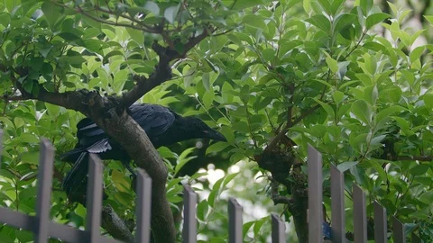 The big crow croaks sitting in the tree Stock Footage 92300860