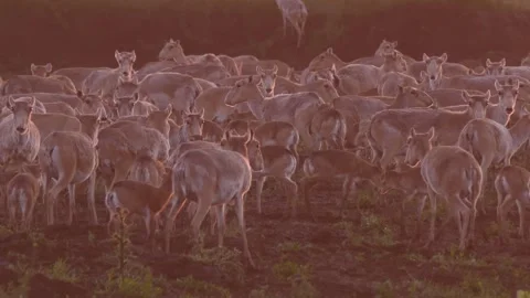 Big crowd of saigas graze Video stock 269081472